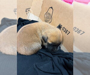 German Shepherd Dog Dogs for adoption in Riverside, CA, USA