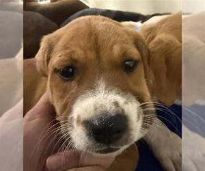 Labrador Retriever-Unknown Mix Dogs for adoption in Bakersfield, CA, USA