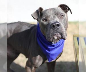 American Staffordshire Terrier-Unknown Mix Dogs for adoption in San Antonio, TX, USA