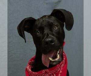 Medium Photo #1 Black Mouth Cur-Great Dane Mix Puppy For Sale in Sanford, FL, USA