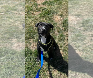 Mutt Dogs for adoption in Candler, NC, USA