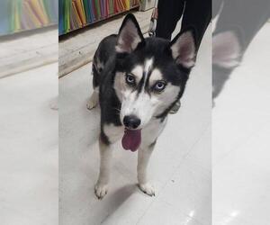 Siberian Husky Dogs for adoption in Hollywood, MD, USA