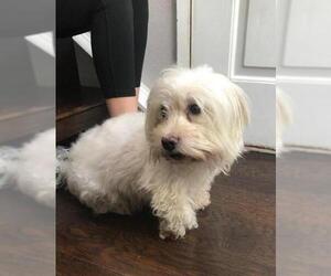 Maltese Dogs for adoption in Lake Forest, CA, USA