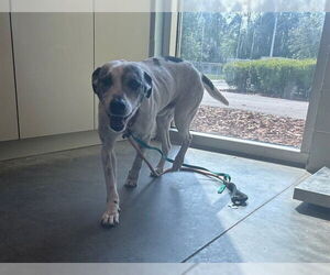 Labrador Retriever-Unknown Mix Dogs for adoption in Tavares, FL, USA