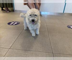 Mutt Dogs for adoption in Rancho Cucamonga, CA, USA