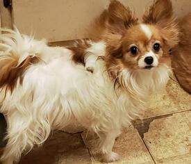 Papillon Dogs for adoption in Rochester, NY, USA