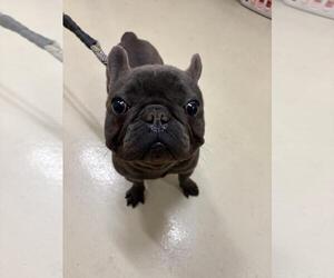 French Bulldog Dogs for adoption in Fremont, CA, USA