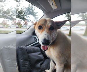 Huskies -Unknown Mix Dogs for adoption in NEWPORT NH, NH, USA