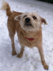 Mutt Dogs for adoption in Shaftsbury, VT, USA