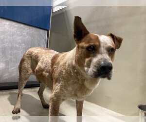 Australian Cattle Dog Dogs for adoption in Bakersfield, CA, USA