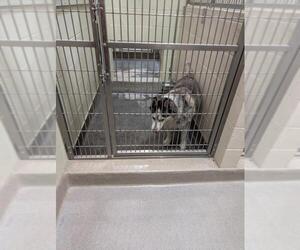 Siberian Husky Dogs for adoption in Upland, CA, USA