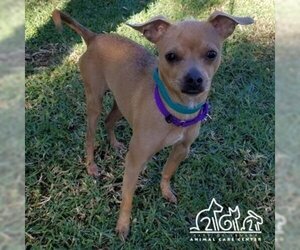 Chihuahua-Unknown Mix Dogs for adoption in Irvine, CA, USA