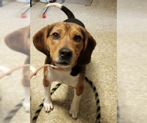 Beagle Dogs for adoption in Stroudsburg, PA, USA