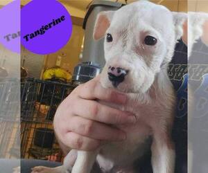 American Pit Bull Terrier-American Staffordshire Terrier Mix Dogs for adoption in Wenonah, NJ, USA