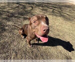 American Pit Bull Terrier-Chinese Shar-Pei Mix Dogs for adoption in Olathe, KS, USA