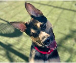 German Shepherd Dog-Unknown Mix Dogs for adoption in Martinez, CA, USA