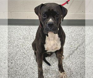 Boxer Dogs for adoption in Dumont, NJ, USA