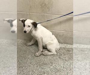 Lab-Pointer Dogs for adoption in Conroe, TX, USA