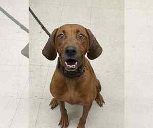 Mutt Dogs for adoption in Low Moor, VA, USA