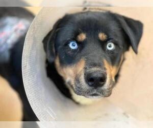 Australian Shepherd-Rottweiler Mix Dogs for adoption in South Lake Tahoe, CA, USA