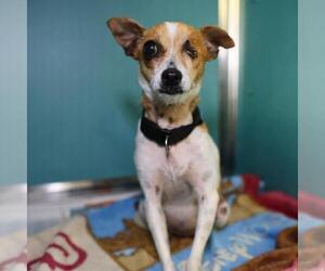 Rat Terrier-Unknown Mix Dogs for adoption in San Antonio, TX, USA