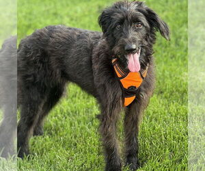 Mutt Dogs for adoption in Brooklyn Center, MN, USA