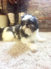 Shih Tzu Dogs for adoption in Newtown, PA, USA