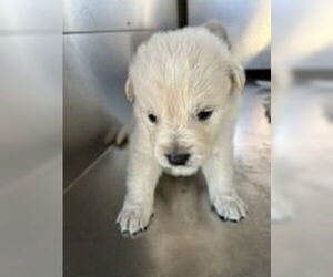 Great Pyrenees-Unknown Mix Dogs for adoption in Oak Bluffs, MA, USA