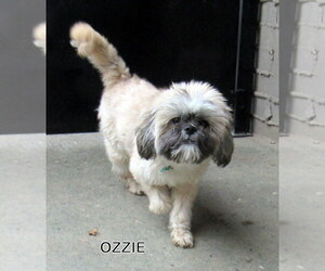 Shih Tzu Dogs for adoption in Lindsay, CA, USA
