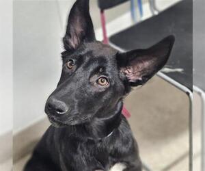 Border Collie-Unknown Mix Dogs for adoption in Bakersfield, CA, USA
