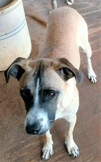 Boxador Dogs for adoption in Mukwonago, WI, USA