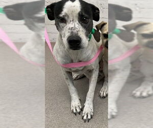 Mutt Dogs for adoption in San Bernardino, CA, USA