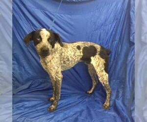 German Shorthaired Pointer Dogs for adoption in Show Low, AZ, USA