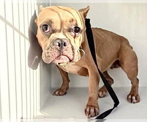 Free-Lance Bulldog Dogs for adoption in Houston, TX, USA