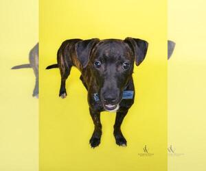 Catahoula Leopard Dog-Unknown Mix Dogs for adoption in Forestville, MD, USA