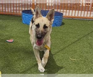 German Shepherd Dog-Unknown Mix Dogs for adoption in Las Vegas, NV, USA