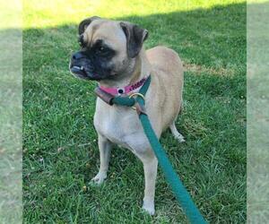 Pug-Unknown Mix Dogs for adoption in Long Beach, CA, USA