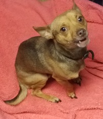 Chihuahua Dogs for adoption in Kenosha, WI, USA