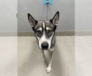 Siberian Husky-Unknown Mix Dogs for adoption in Las Vegas, NV, USA