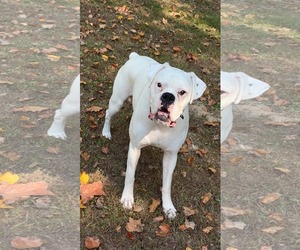 Boxer Dogs for adoption in Burnsville, MN, USA