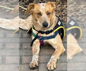 Mutt Dogs for adoption in Newfoundland, PA, USA