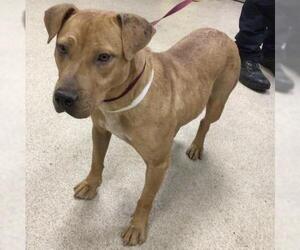 American Pit Bull Terrier-German Shepherd Dog Mix Dogs for adoption in Riverside, CA, USA