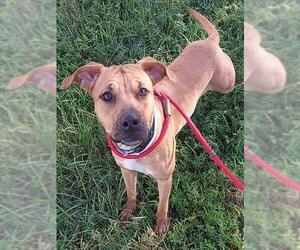 American Staffordshire Terrier Dogs for adoption in Fort Lauderdale, FL, USA