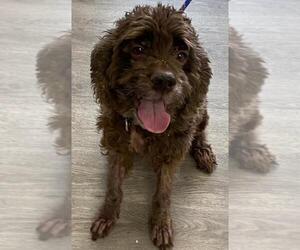 Cocker Spaniel Dogs for adoption in Westminster, MD, USA
