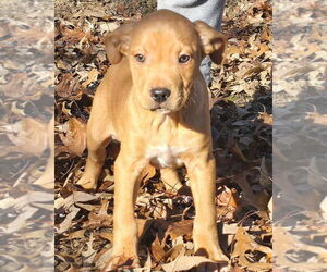 Golden Labrador Dogs for adoption in Alexander, AR, USA