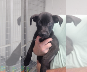 Mutt Dogs for adoption in Hilton Head, SC, USA