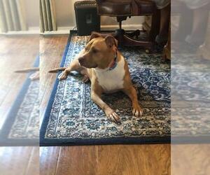 American Staffordshire Terrier Dogs for adoption in Decatur, GA, USA