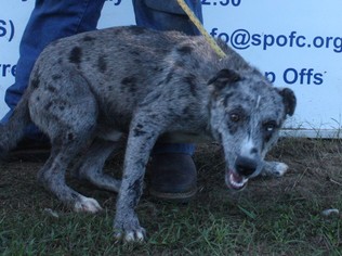 Medium Photo #1 Blue Lacy Puppy For Sale in Columbia, LA, USA