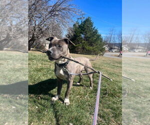 Mutt Dogs for adoption in Candler, NC, USA