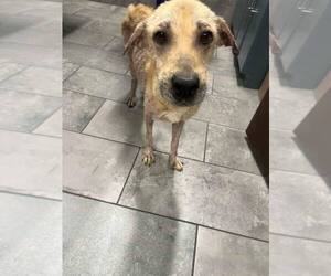 Mutt Dogs for adoption in New York, NY, USA